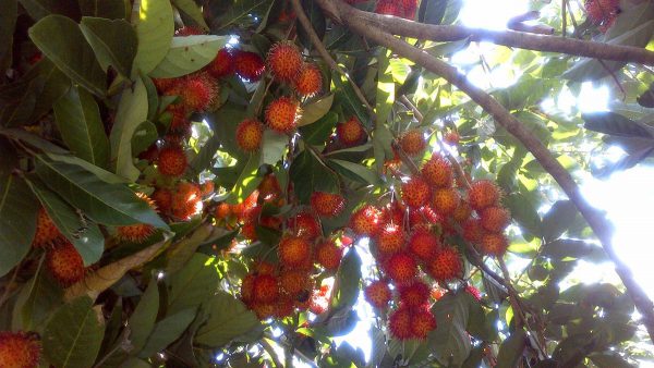 7-Days-6-Nights-Southern-Discover-the-Daily-Life-in-Mekong-Delta-Fruit